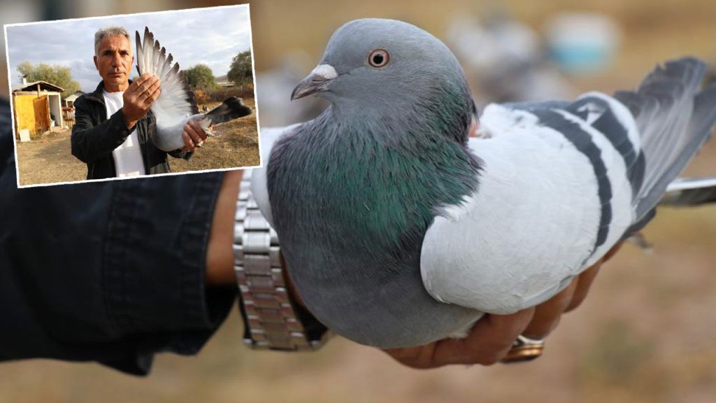Sadece Sivas&#039;a özgü: Yurt dışından bile talep yağıyor, değeri yarım milyondan fazla!