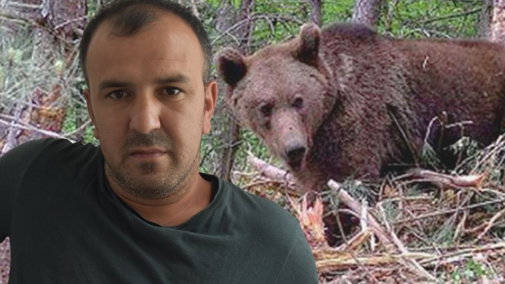 Sakarya&#039;da kestane toplarken ayı saldırısına uğradı! Ölümün eşiğinden döndü