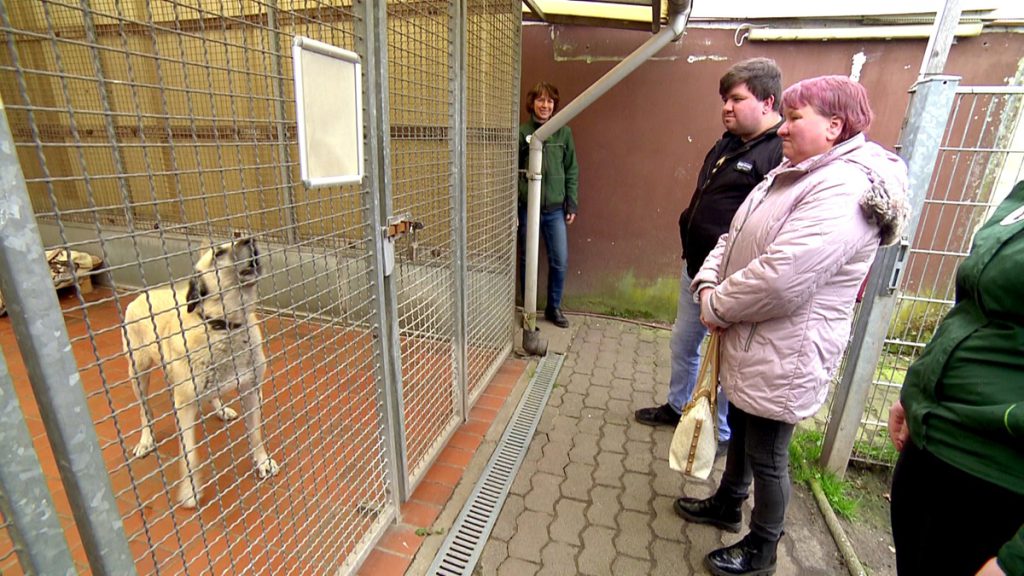 Richiesta di adozione di cane respinta a beneficiari di sussidio: una decisione controversa