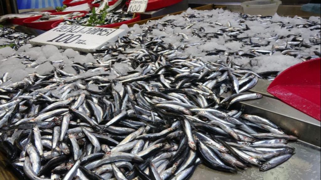 Sofraların vazgeçilmezi, Karadeniz&#039;in gözbebeği için alarm verildi! Hamsi&#039;de tehlike büyük...