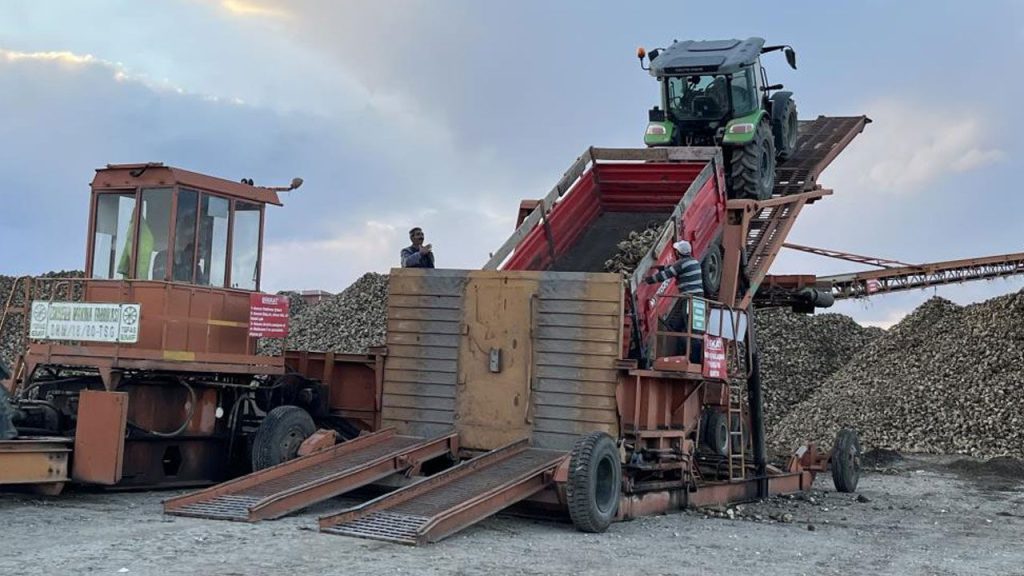 Soğuk gelmeden hasat yarışı! Karslı çiftçiler tarlada gece gündüz mesai yapıyor