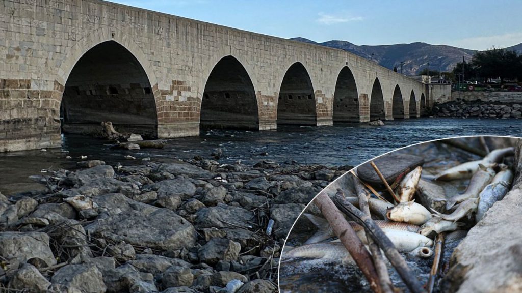 Sular siyaha döndü, balıklar kıyıya vurdu! Ceyhan Nehri yine alarm veriyor