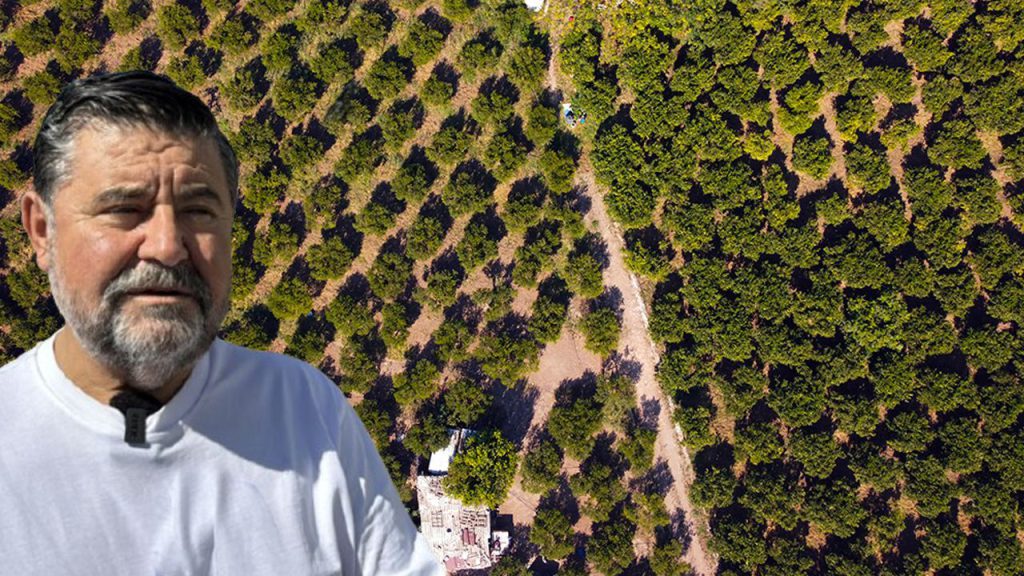 La Mandalina di Bodrum: Un Raccolto Anticipato e le Sue Implicazioni per l&#039;Economia Locale e la Qualità del Prodotto