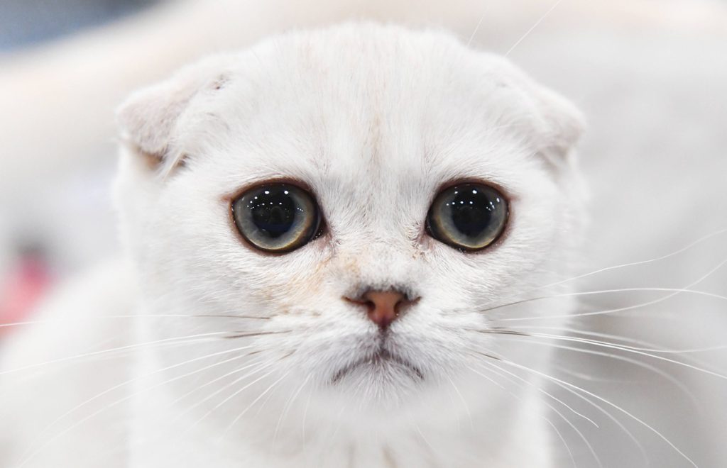 48 (!) Katzen in einer Wohnung! NRW-Tierheim kann es nicht fassen: „Katastrophe“