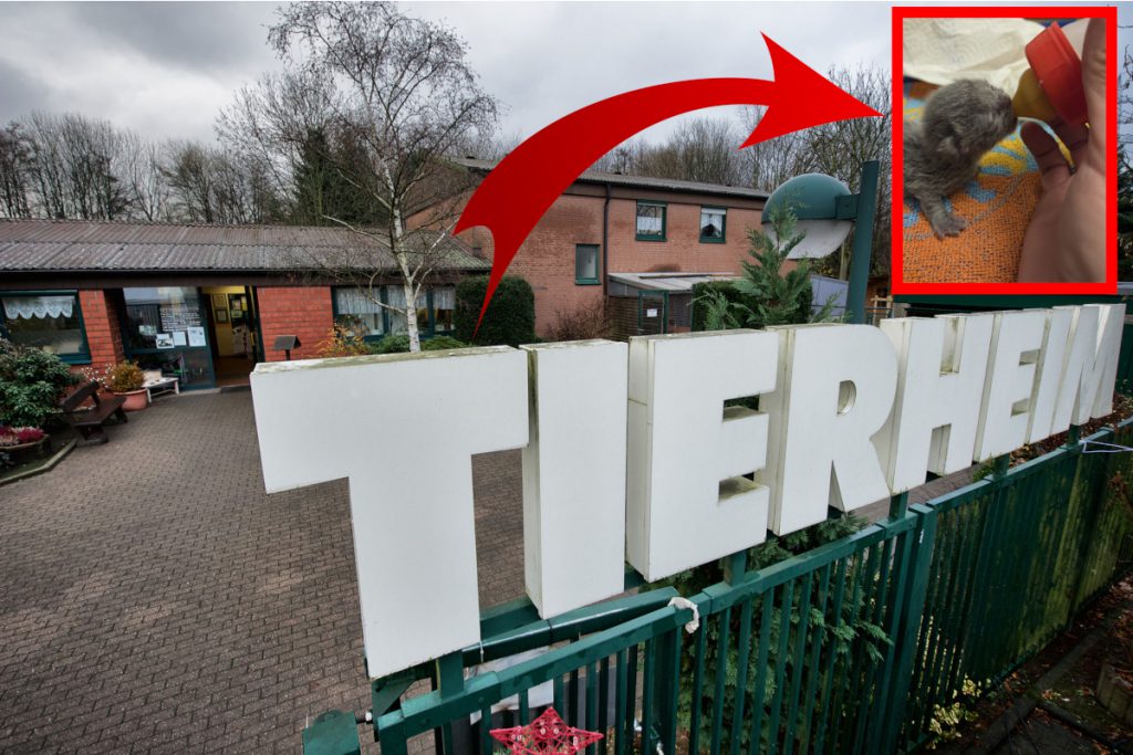 Katzen-Babys verenden im Tierheim Bochum – dramatischer Hilferuf