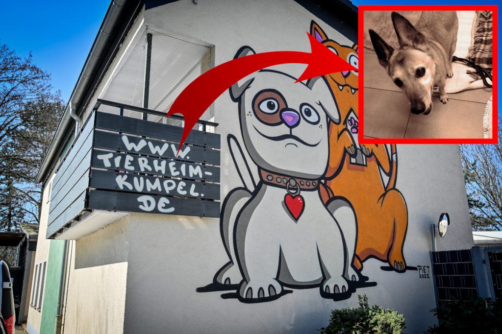 Hund „Schonny“ landet im Tierheim Essen – kurz darauf ist er tot! „Macht uns krank“