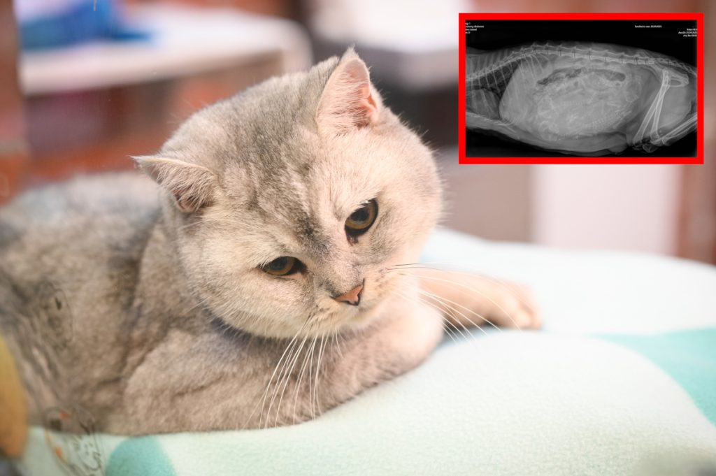 Tierheim Essen lässt Katze röntgen – ein Blick auf das Bild bringt alle zum Verzweifeln