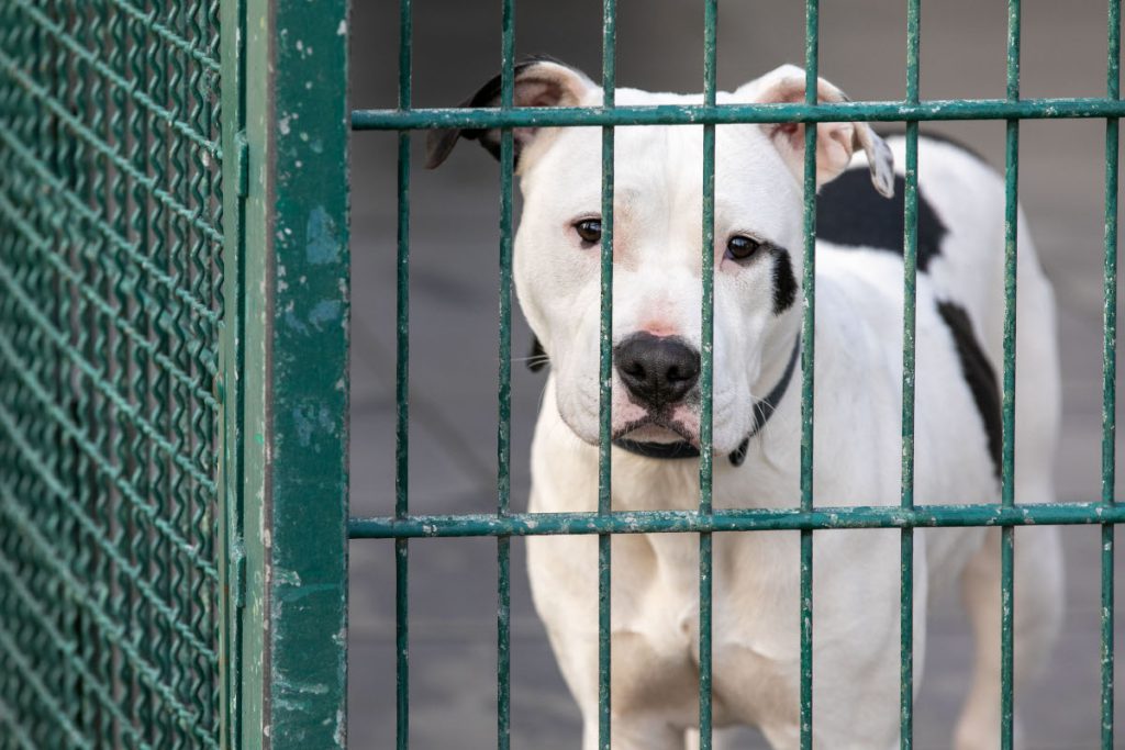 Tierheim in NRW muss 16 Neuzugänge aufnehmen – ihr Zustand ist „ziemlich erbärmlich“