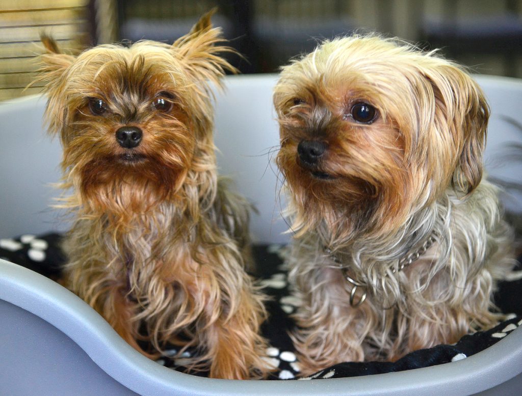 Tierheim in NRW mit trauriger Nachricht – „Endlich dürfen wir darüber reden“