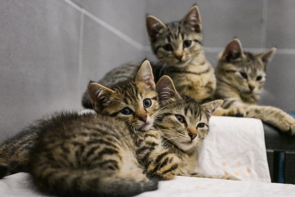 Gefährliche Nachricht im Umlauf – Duisburger Tierheim muss eingreifen!