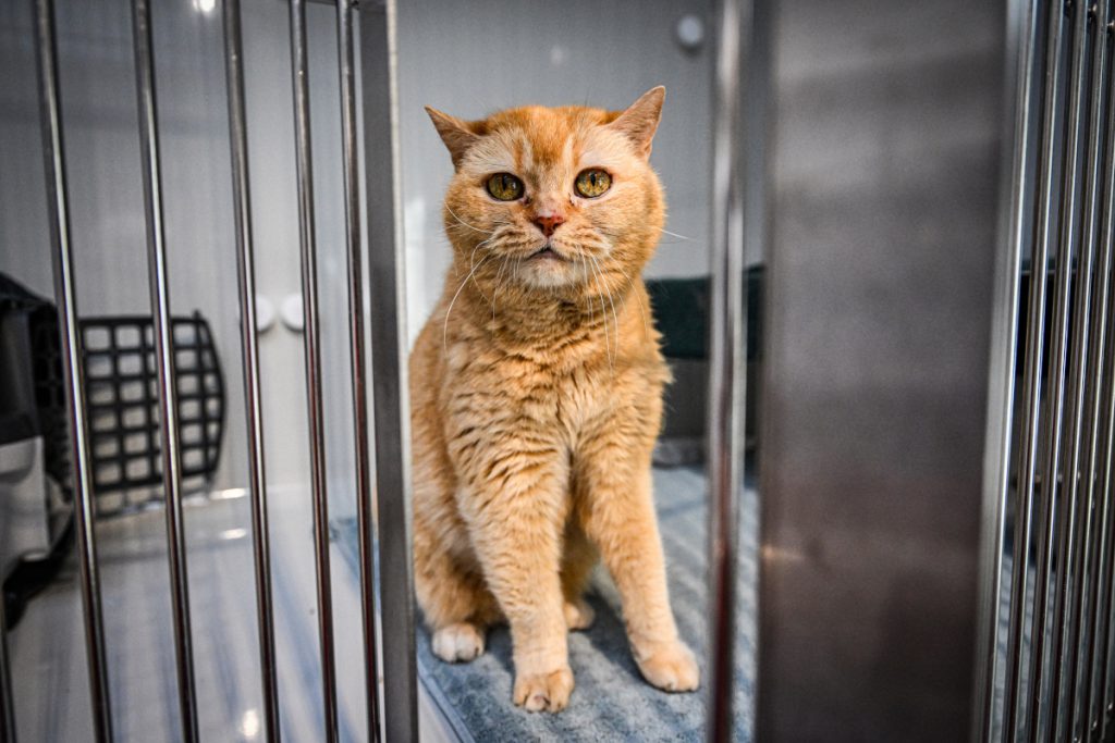 Tierheim-Mitarbeiterin in NRW kriegt nachts Videoanruf – die Bilder gehen unter die Haut