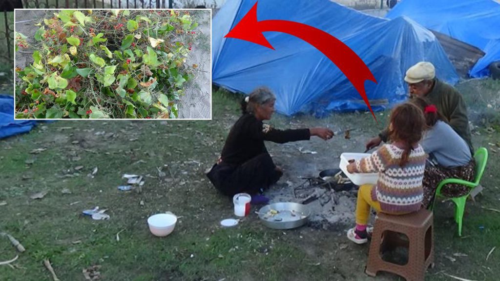 Toplamak için İstanbul&#039;dan gelip çadırda kalıyorlar! 2026&#039;ya 2 ay kala başladılar