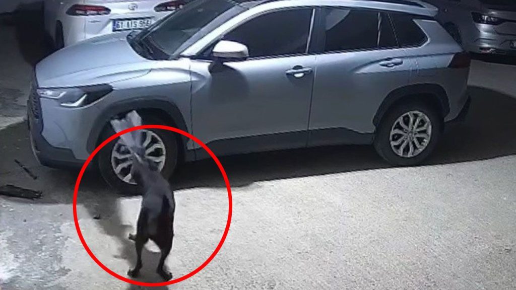 Trabzon&#039;da bir garip olay: Köpekler, koca arabayı parçaladı