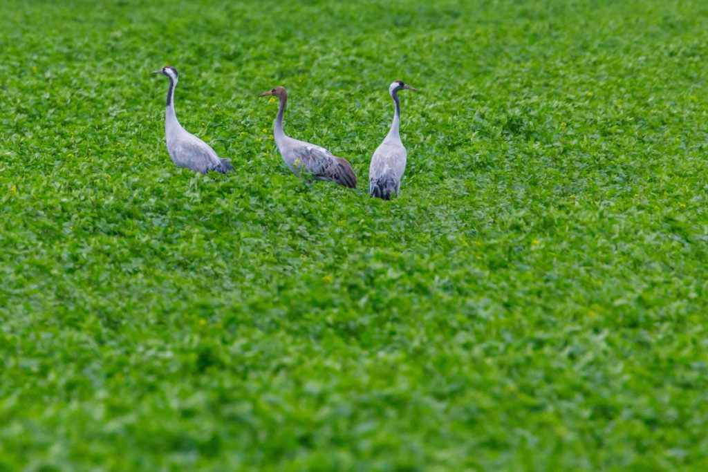 Virus-Angst trifft NRW-Tierheim – jetzt folgt die bittere Nachricht