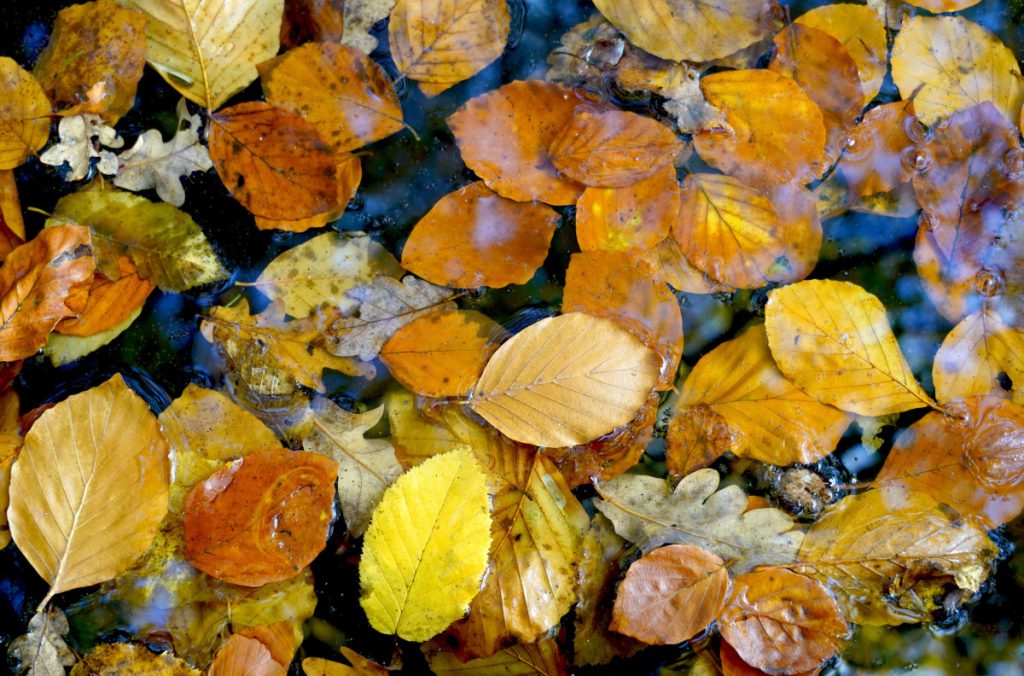 Goldener Herbst in NRW? Von wegen! Jetzt dreht das Wetter richtig auf