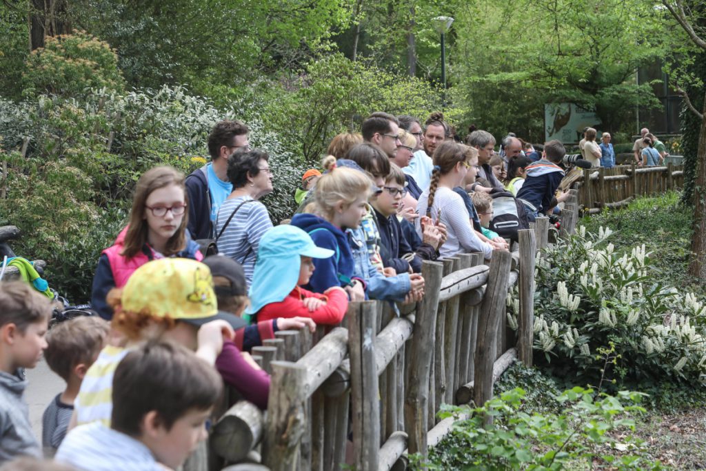 Puledro di zebra allo Zoo di Dortmund perde il manto: preoccupazione per la sua salute e benessere