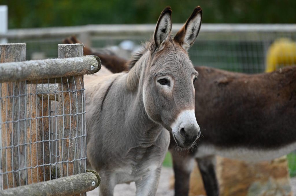 Morte di due animali nello zoo della Renania Settentrionale-Vestfalia: i visitatori sono coinvolti?