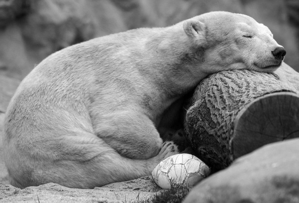 Nach Tod von Eisbärin Antonia in Zoom Gelsenkirchen! Plötzlich geht die Nachricht um