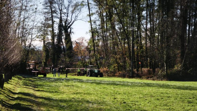 Un uomo di 55 anni muore a Castellamonte per un albero caduto mentre taglia l'erba