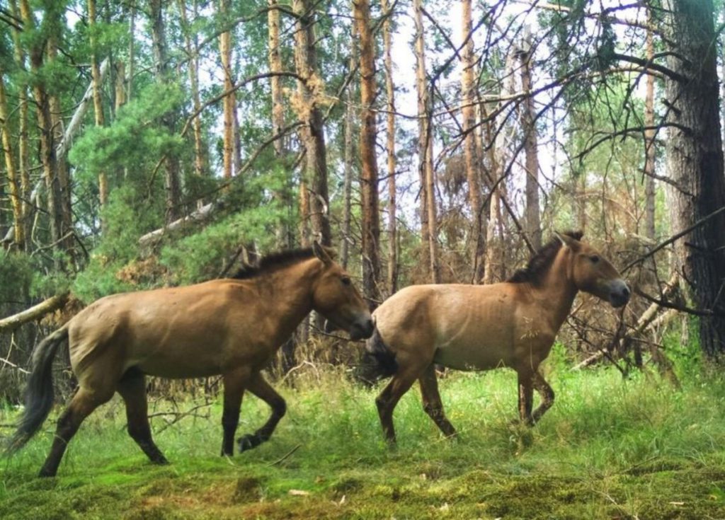 Cavalli Przewalski: oltre cento esemplari nella zona di Chernobyl
