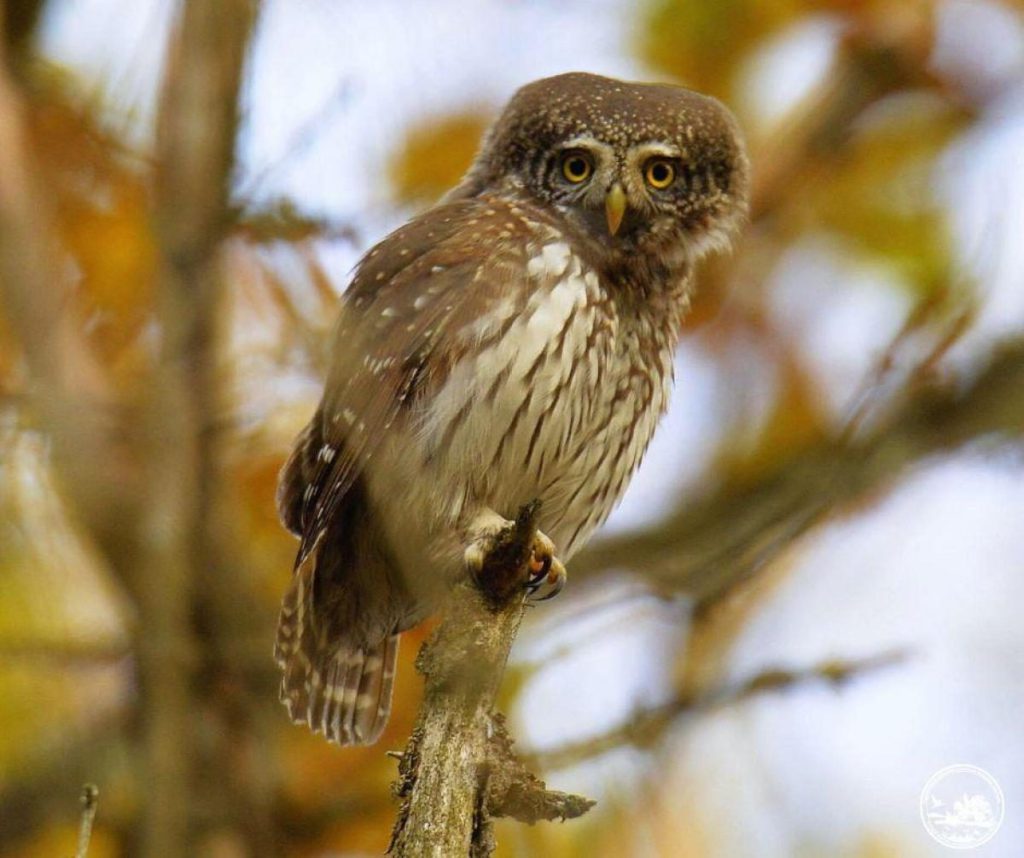 La Specie di Gufo più Piccola dell&#039;Ucraina Avvistata nella Zona di Chernobyl: Implicazioni Positive per l&#039;Ecosistema Locale