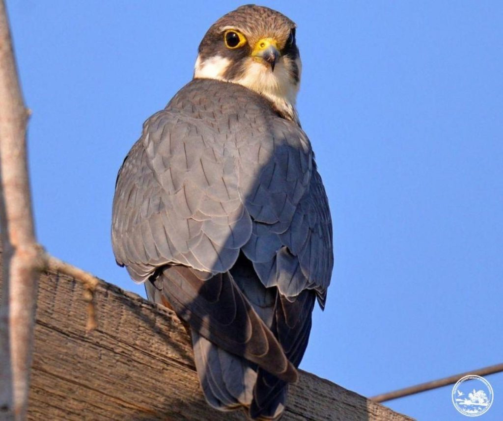 Uccelli insoliti vicino a Chernobyl: un comportamento strano che desta curiosità