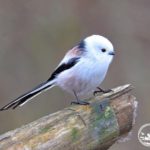 Un piccolo uccello osservato nelle vicinanze di Chernobyl