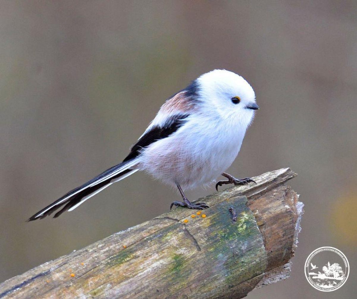 Un piccolo uccello osservato nelle vicinanze di Chernobyl