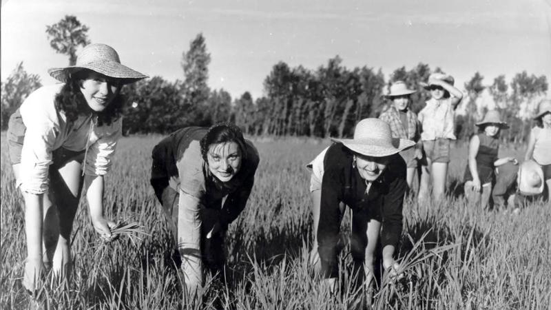 Silvia Montemurro pubblica “La mondina”, romanzo storico sulle donne delle risaie