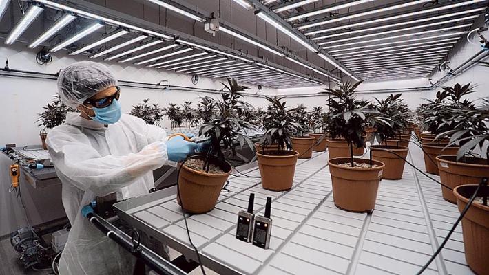 Cannabis Light: le Aziende Non Si Arrendono Nonostante il Decreto Sicurezza