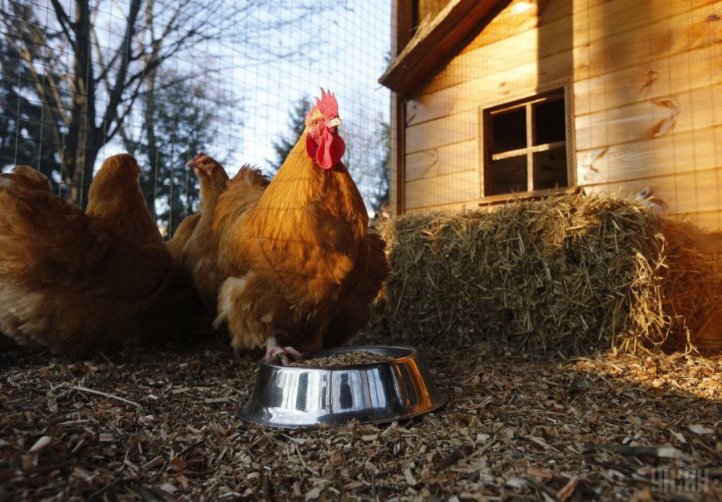 Uovo di gallo: perché non esiste e cosa significa