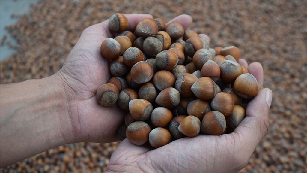 Riduzione dell&#039;obbligo di acquisto di nocciole da parte di Ferrero: la Commissione per la Concorrenza interviene nel settore delle nocciole in Turchia