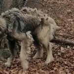 Tre cani salvati da Lav e Carabinieri dopo essere stati trovati legati e abbandonati nei boschi di Pramollo