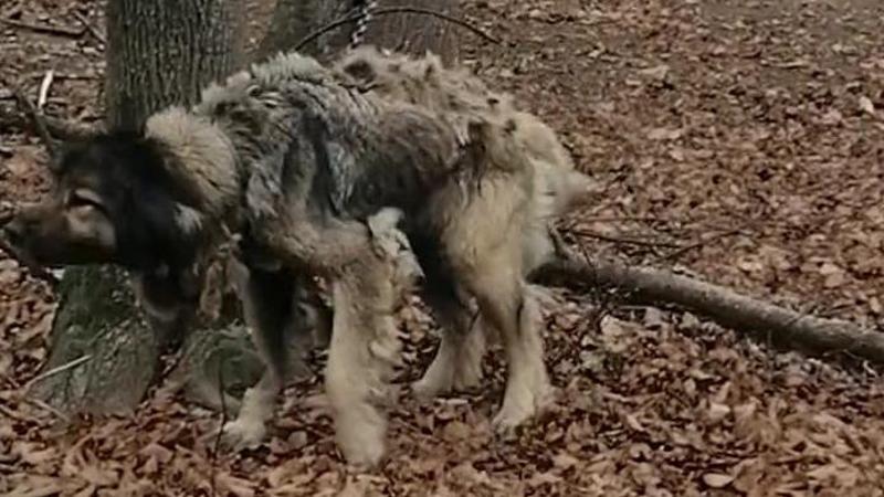 Tre cani salvati da Lav e Carabinieri dopo essere stati trovati legati e abbandonati nei boschi di Pramollo