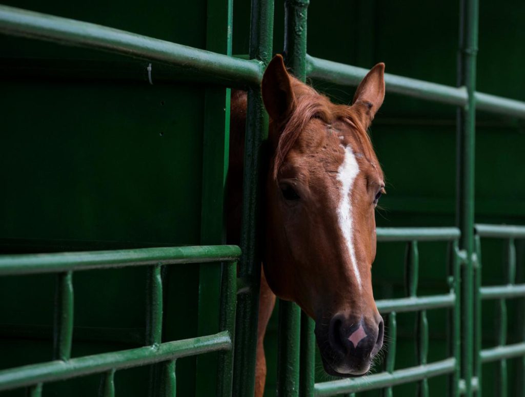 Come i Cavalli Regolano la loro Temperatura Corporea: Un Approfondimento sulla Sudorazione Equina e il suo Impatto sul Benessere Animale