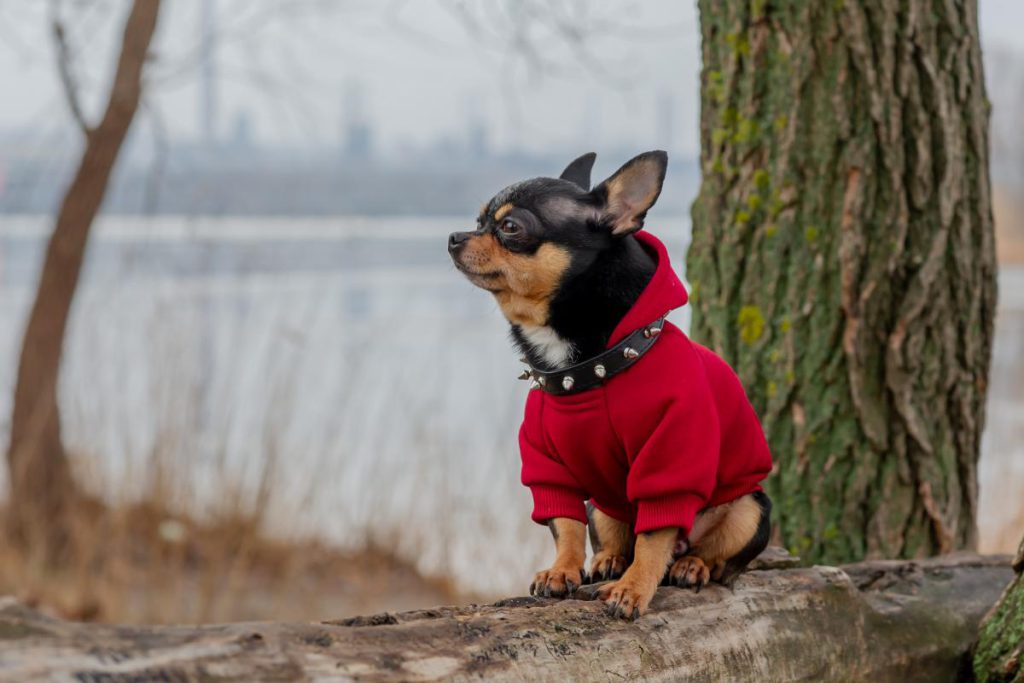 Previsioni di maltempo: vento forte e raffreddamento previsti per il 18 novembre