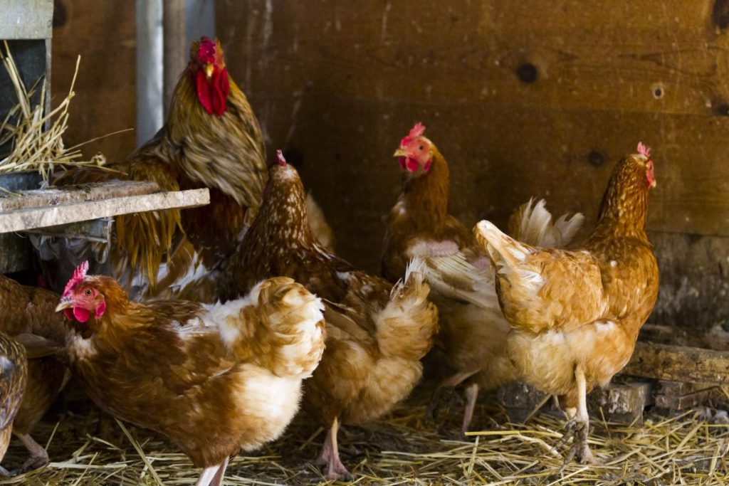 Come Creare un Ambiente Salutare per le Galline senza Sprechi: Consigli Pratici per Isolare il Pollaio