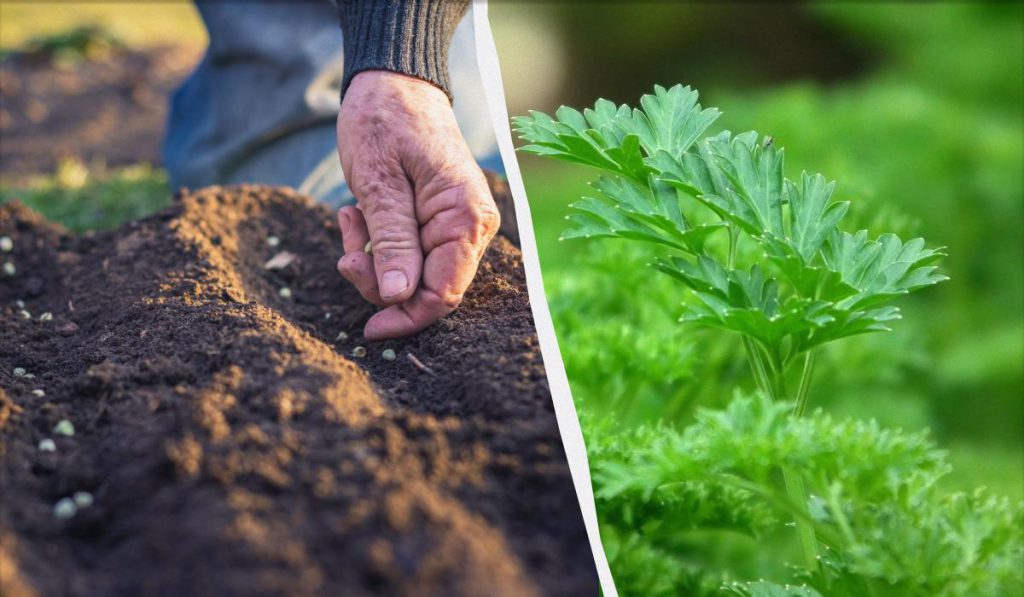 Coltivazione di Pietruska in Autunno: Consigli e Considerazioni per un Buon Raccolto