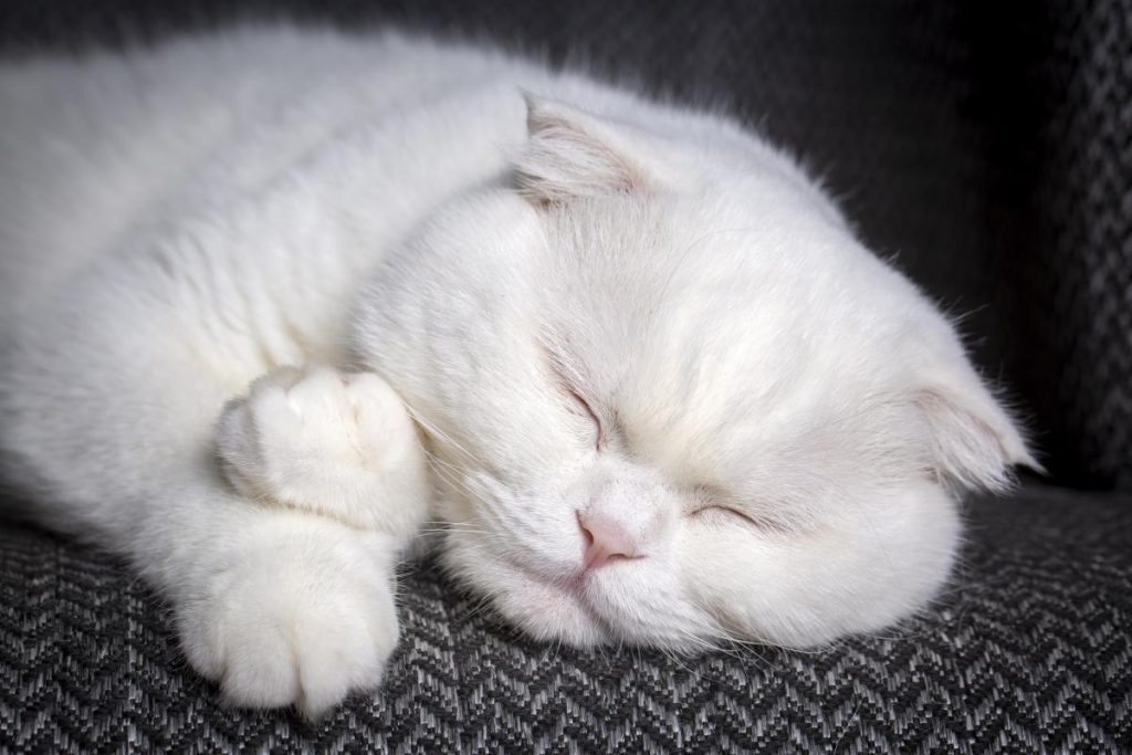 I Gatti e il Sonno: 7 Motivi per cui i Gatti Sceglierebbero Luoghi Insoliti per Dormire