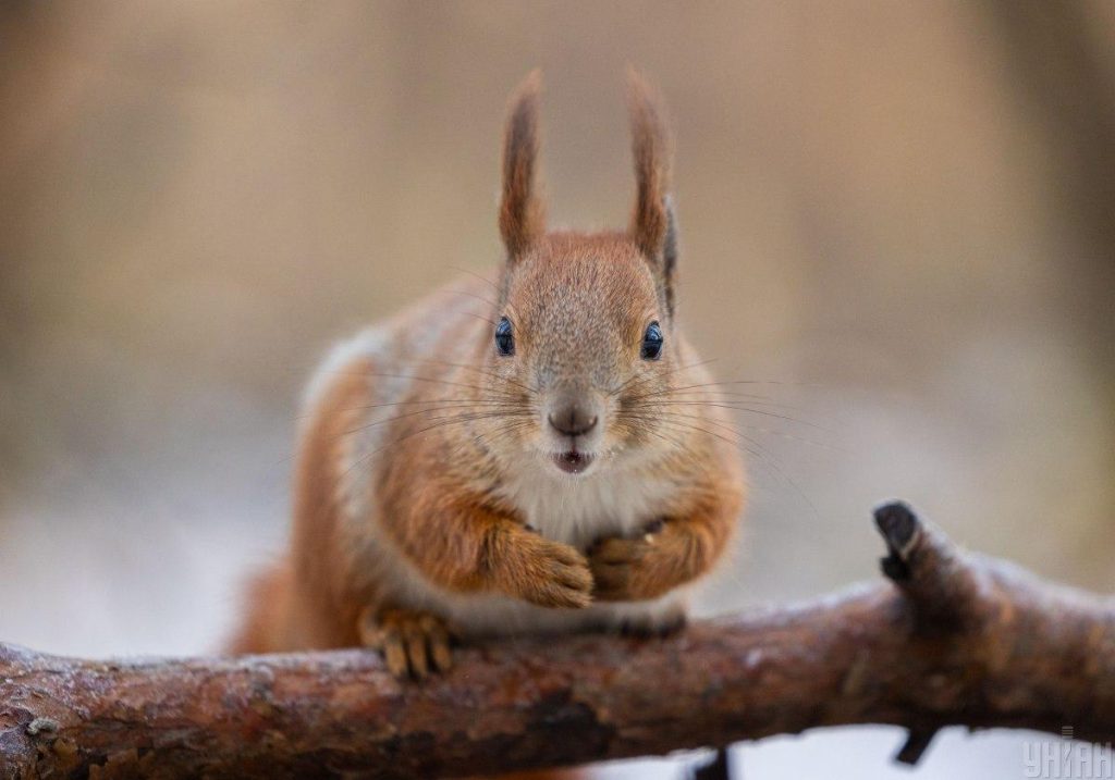 Previsioni meteo per Kiev il 19 novembre: notte con gelo, giorno leggermente più caldo, senza precipitazioni