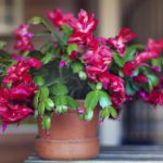 Propagare la pianta di Natale: metodi semplici per una fioritura duratura