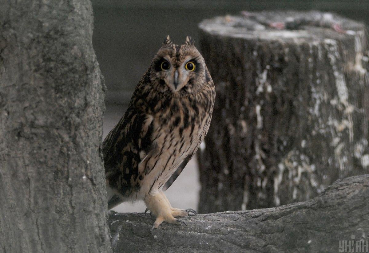 Civette con occhi visibili attraverso le orecchie: un adattamento cranico unico