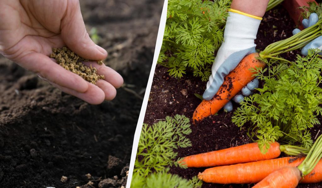 Piantare i semi di carota in inverno: vantaggi e consigli pratici