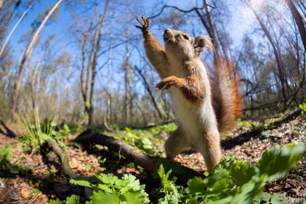 Scomparsa delle Scoiattoli in Ucraina: un Allarme per la Biodiversità e l&#039;Ecosistema Nazionale