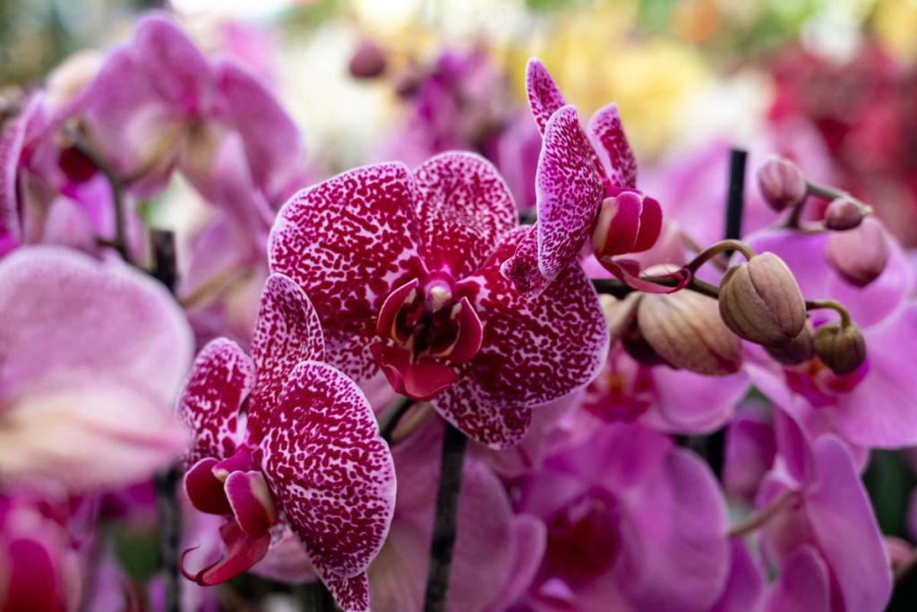 Sei errori comuni nella cura delle orchidee che possono compromettere la loro fioritura