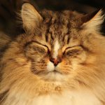 Come capire se il tuo gatto è felice: segni e comportamenti da osservare per garantire il suo benessere