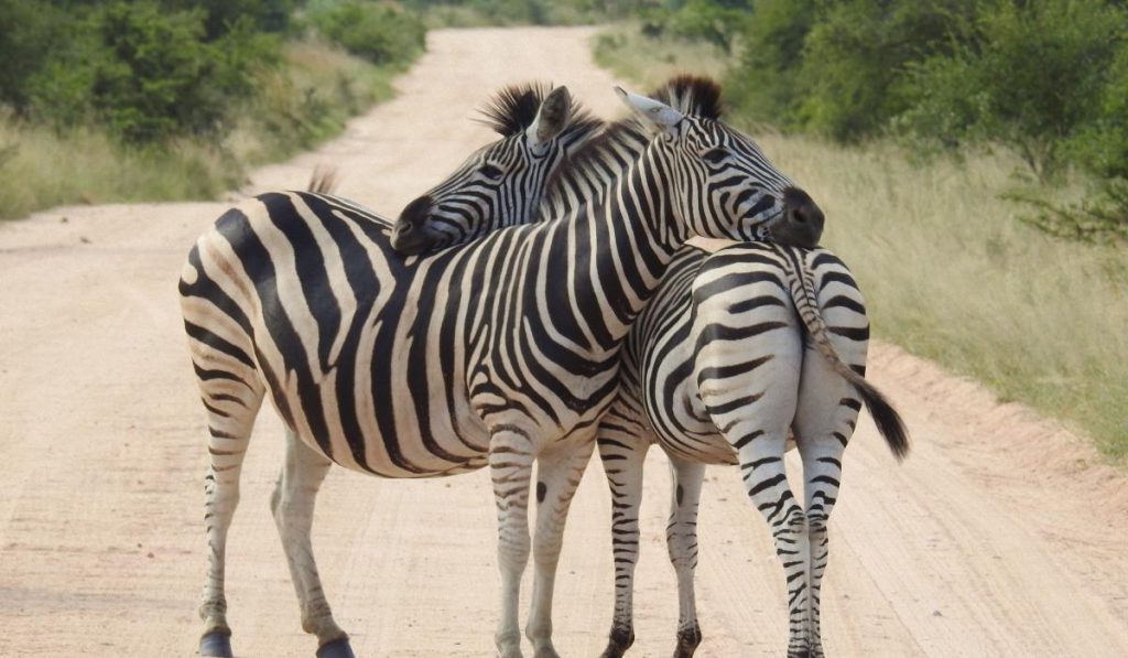 Le Zebre e i Cavalli: Una Relazione Genetica Unica con Implicazioni Pratiche