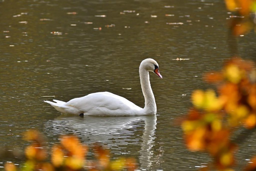 Previsioni Meteo Ucraina: nuvoloso con schiarite il 7 novembre, temperature intorno ai 10-12 gradi Celsius