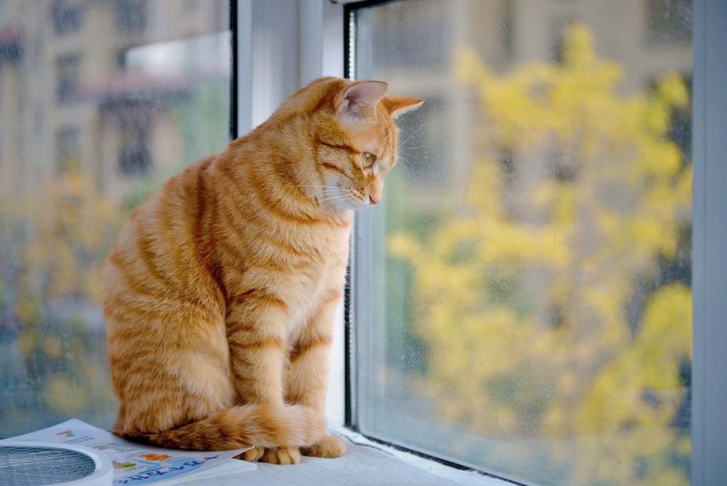 Cosa Pensano Realmente i Gatti: Uno Studio Rivoluzionario Svela i Segreti della Comunicazione Felina