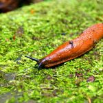 Come le Lumache Senza Guscio Sopravvivono all'Inverno: Adattamento e Resilienza nella Natura